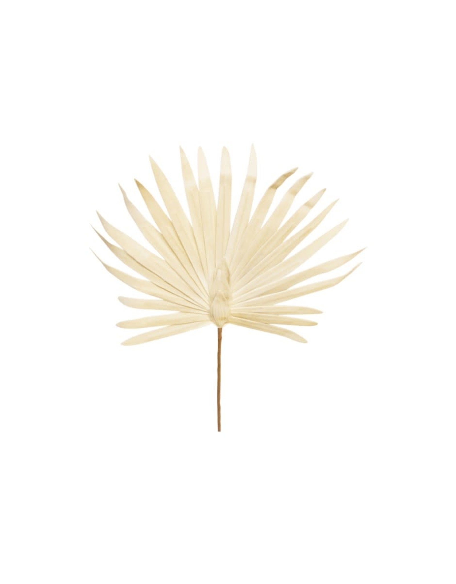 Palm tree leaf-white