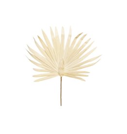 Palm tree leaf-white