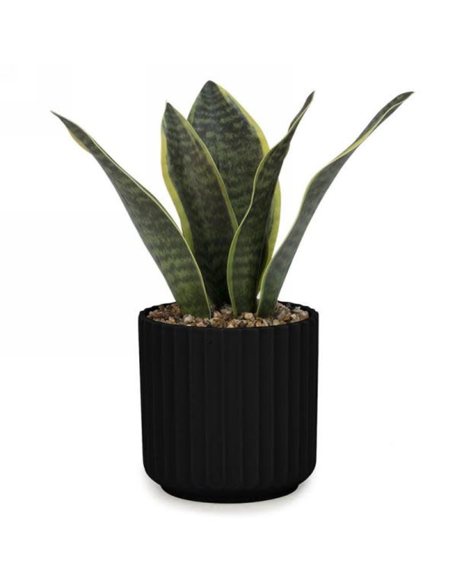 leaf plant in black ridge pot
