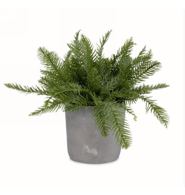 Foliage plant in pot