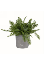 Foliage plant in pot