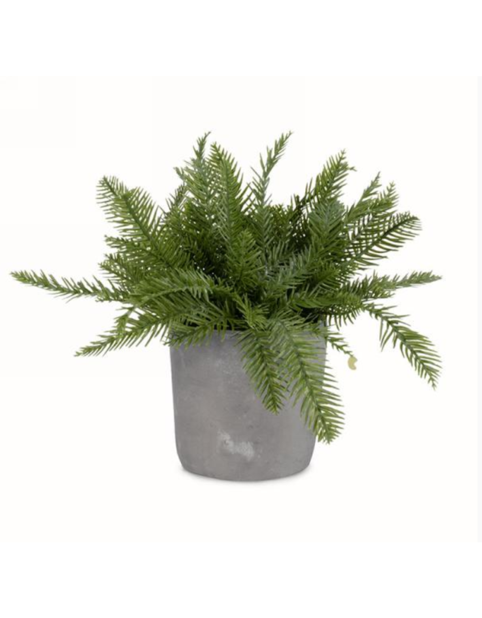 Foliage plant in pot
