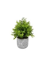 Grey and wite cement pot with Greenery