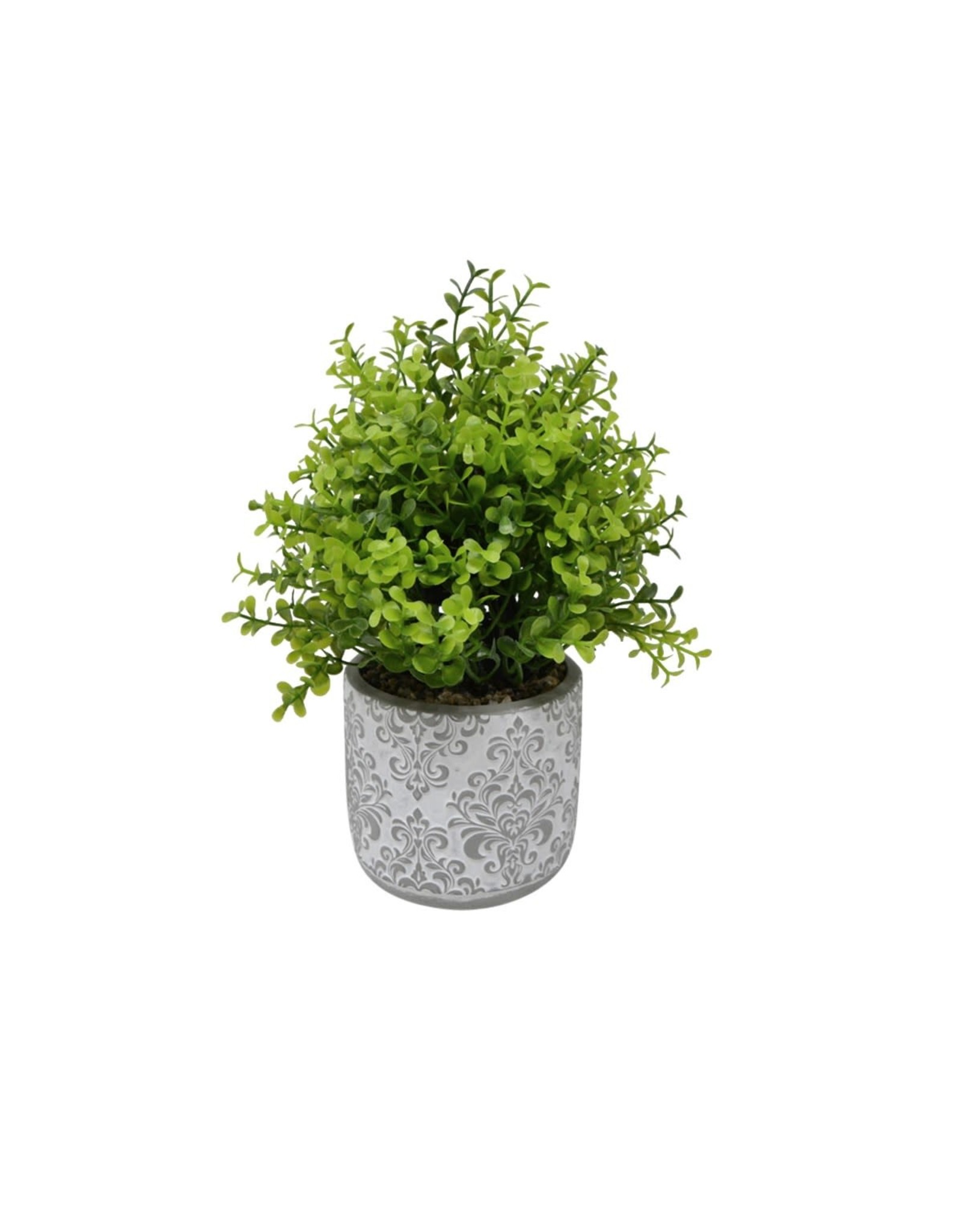 Grey and wite cement pot with Greenery