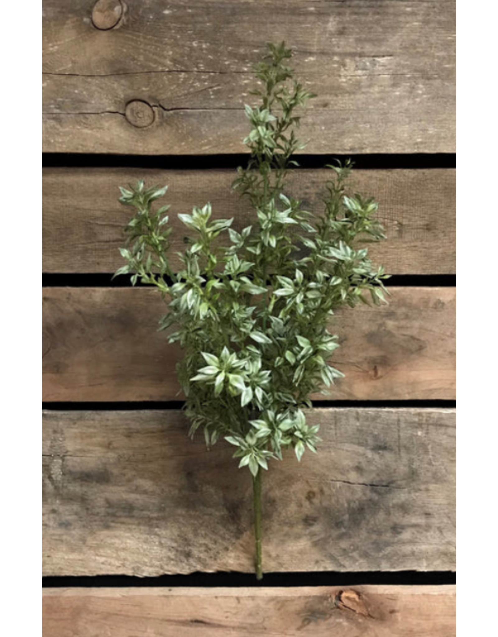 19" Tea Leaf Bush