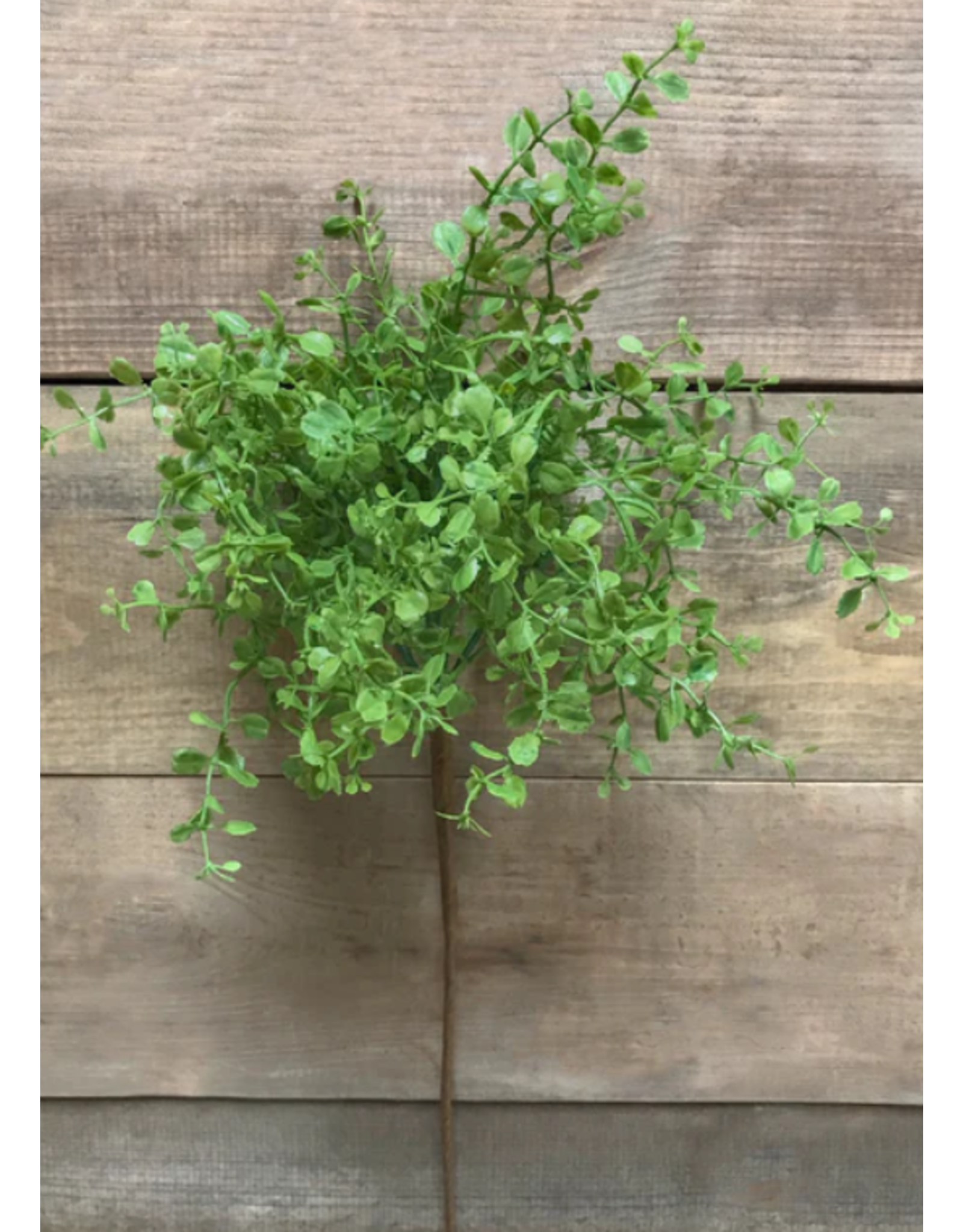 12" Green Fresh Touch  Baby Tears Spray