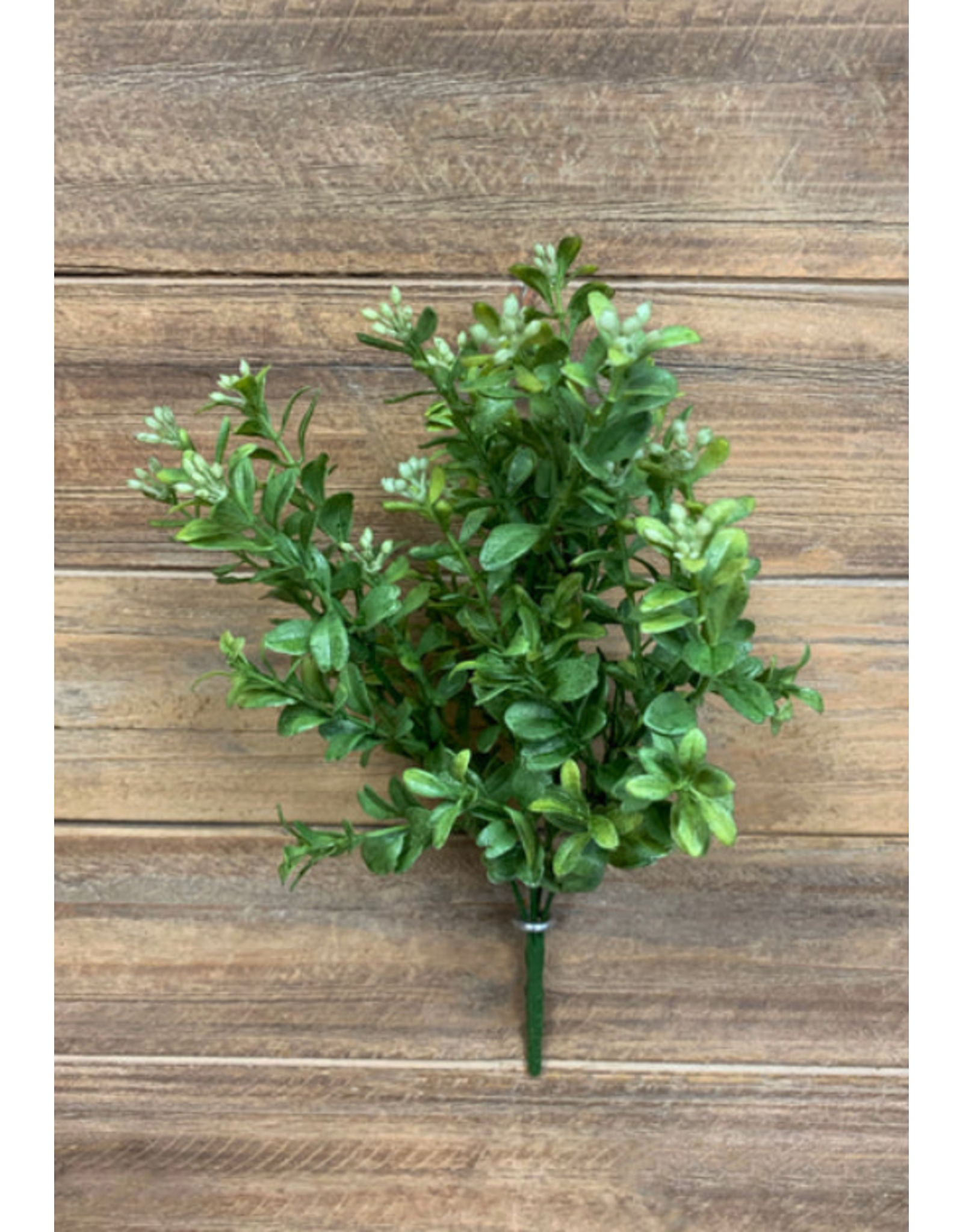 12" Common Boxwood Bush