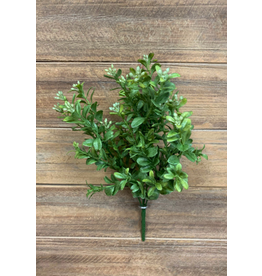 12" Common Boxwood Bush