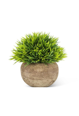 Small Grassy Plant in Pot