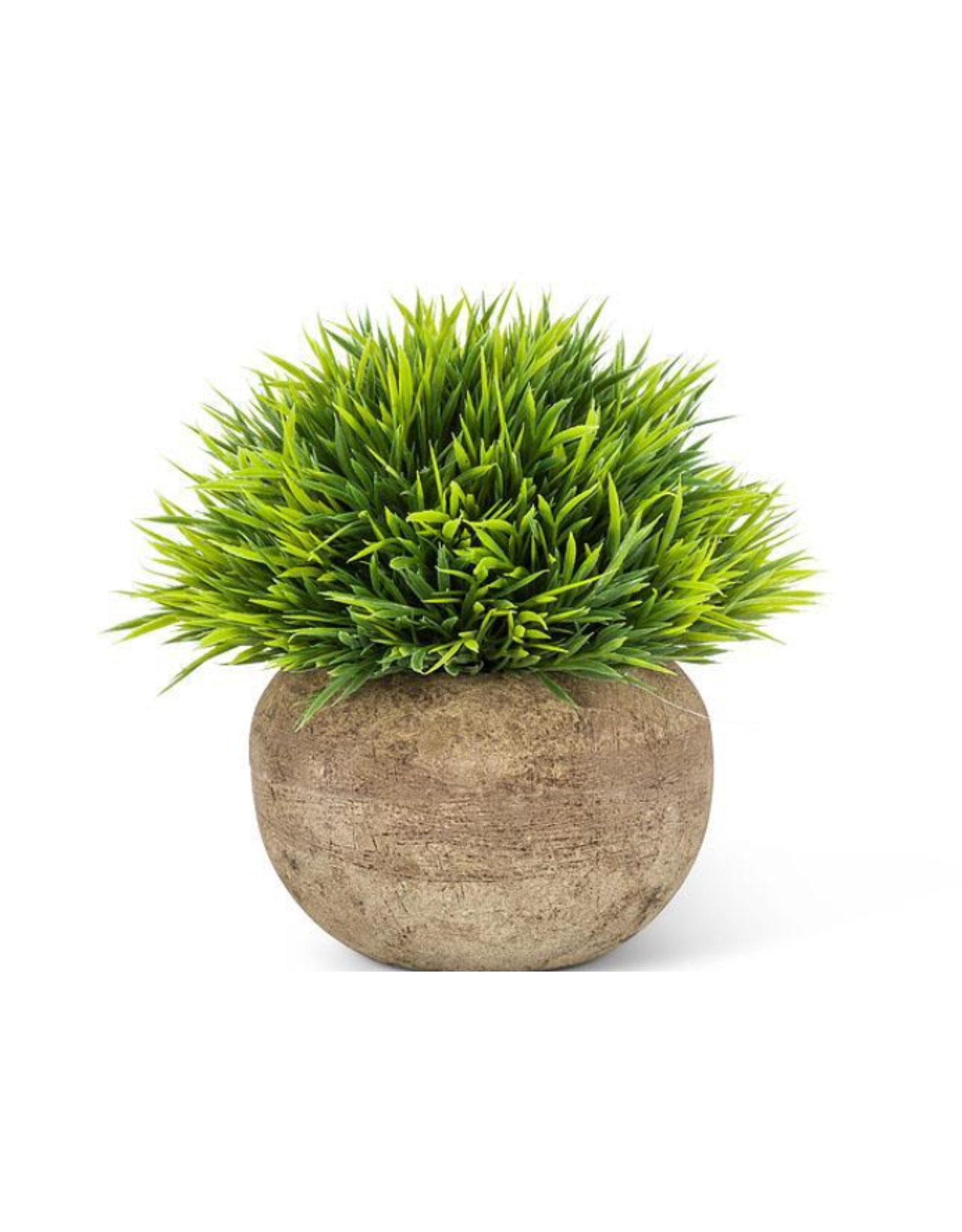Small Grassy Plant in Pot