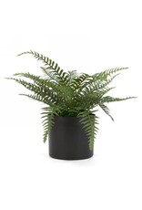Fern plant in black plastic pot