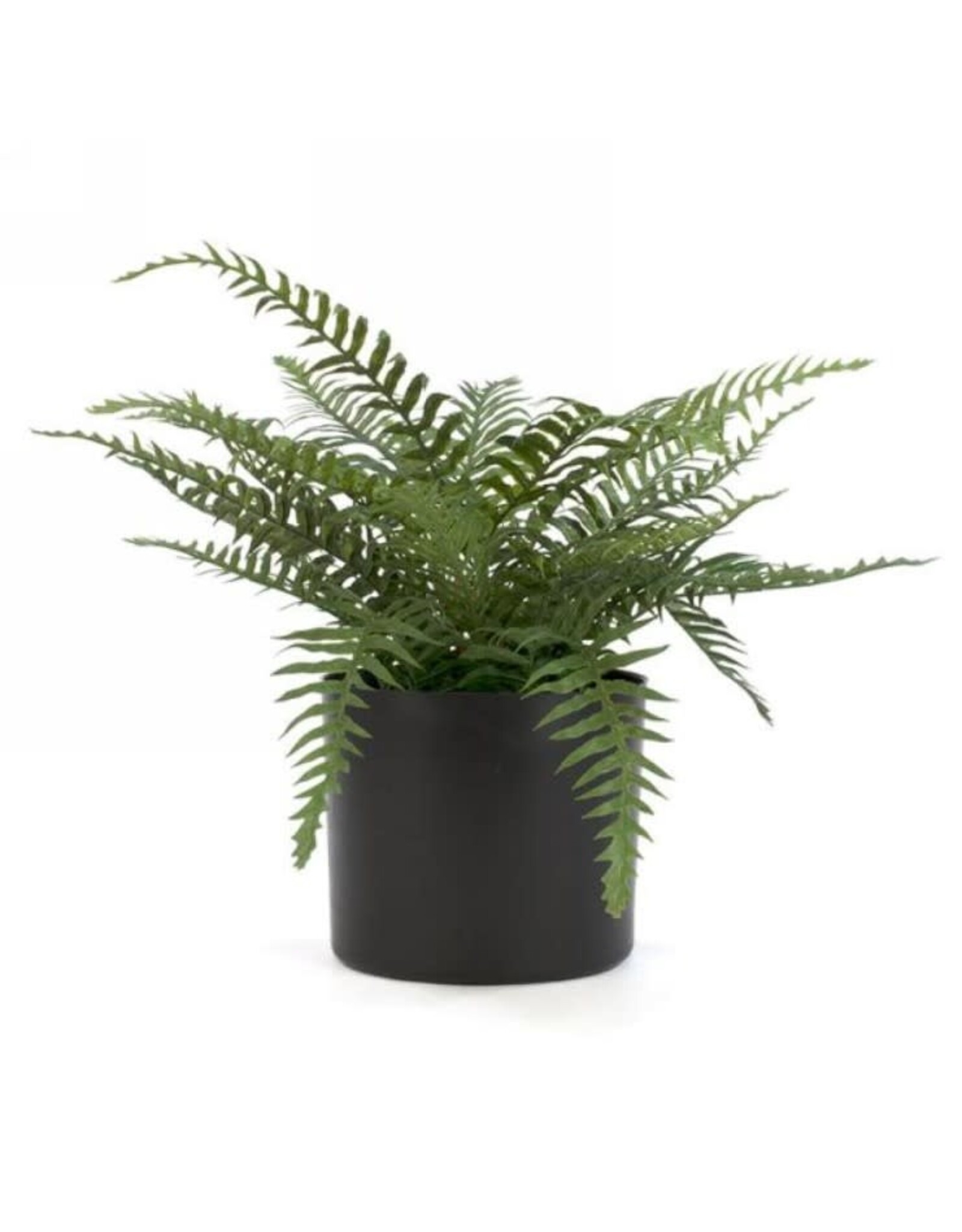 Fern plant in black plastic pot