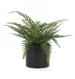 Fern plant in black plastic pot