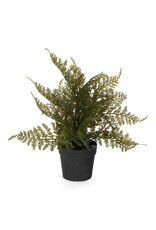 Fern With Pot