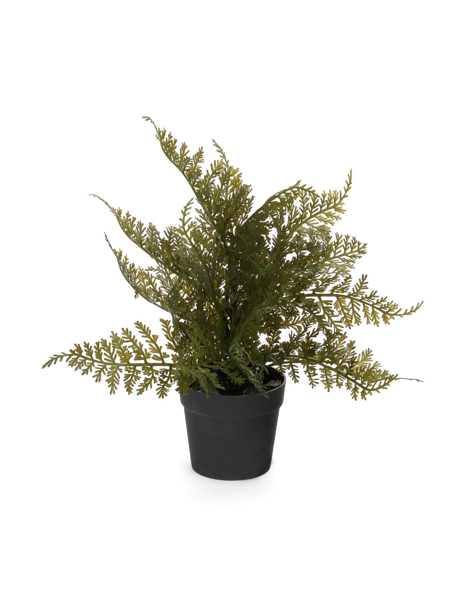 Fern With Pot