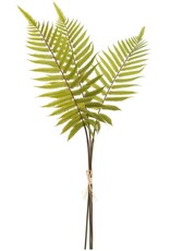 Large Fern Bundle