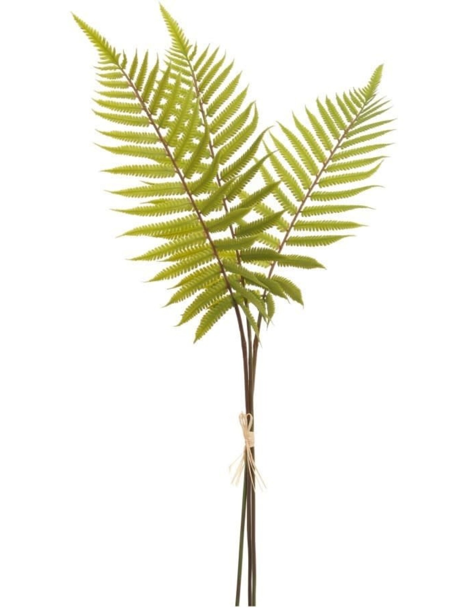 Large Fern Bundle