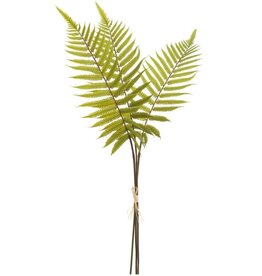 Fern Bundle