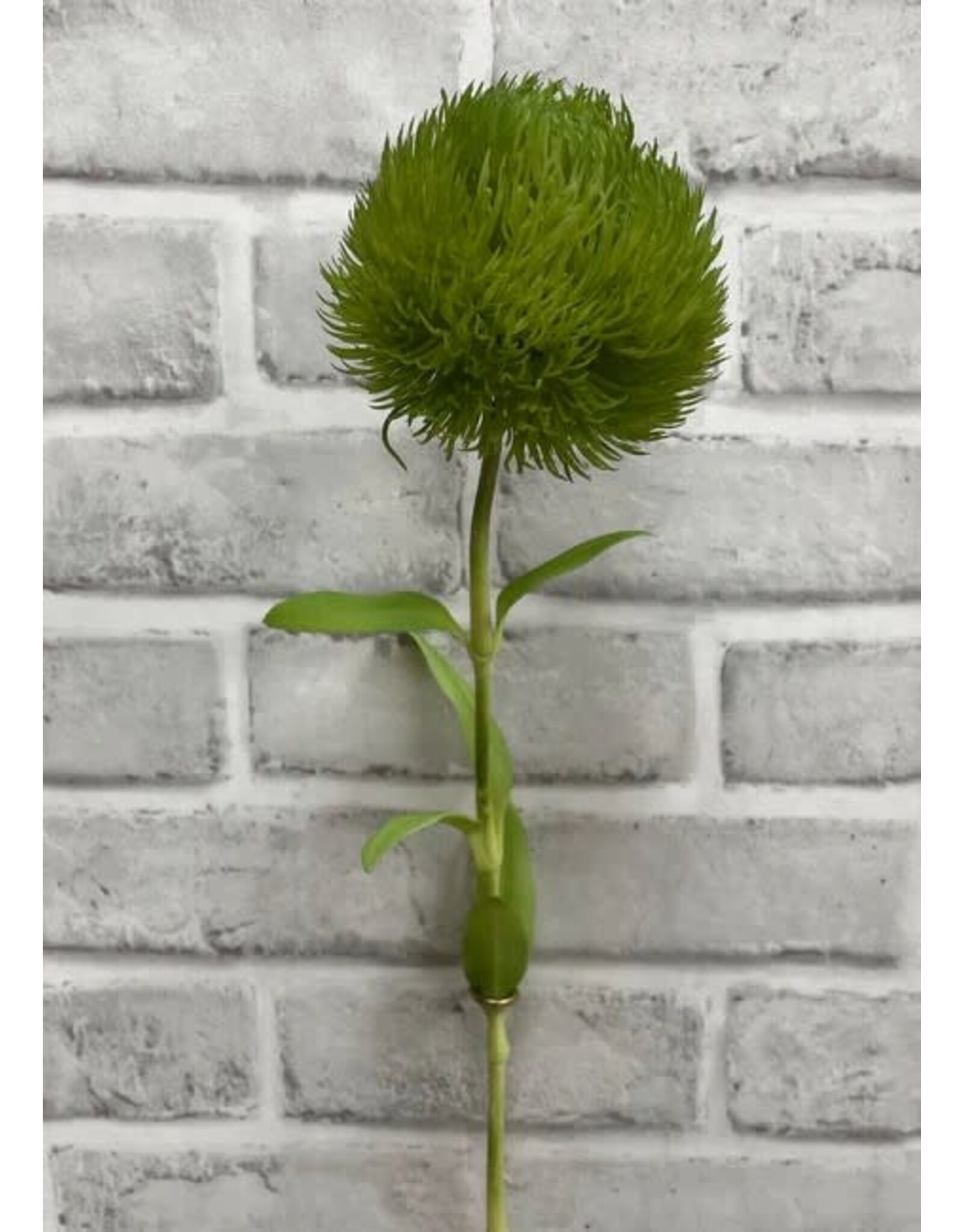 Green Fresh Touch Allium Spray