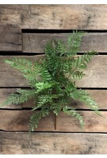 Fresh Touch Lace Fern Bush