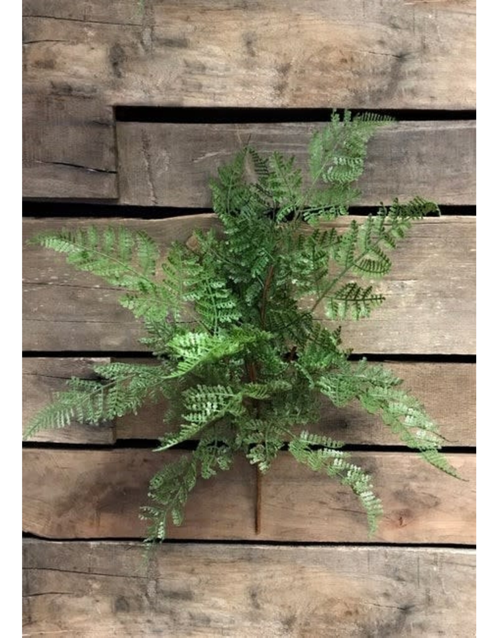 Fresh Touch Lace Fern Bush