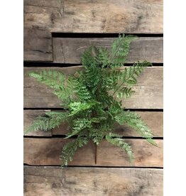 Fresh Touch Lace Fern Bush