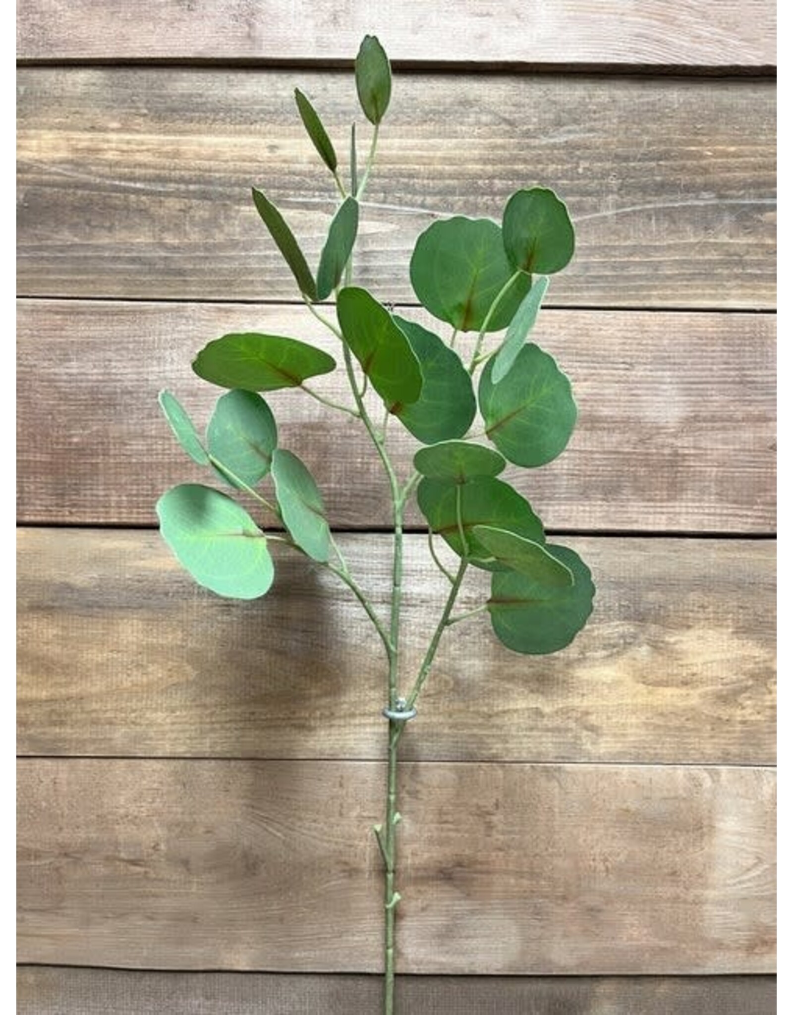 30" Fresh Touch Silver Dollar Eucalyptus Spray