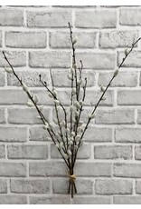 Pussy Willow Bundle