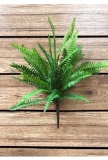 19" Boston Fern Bush