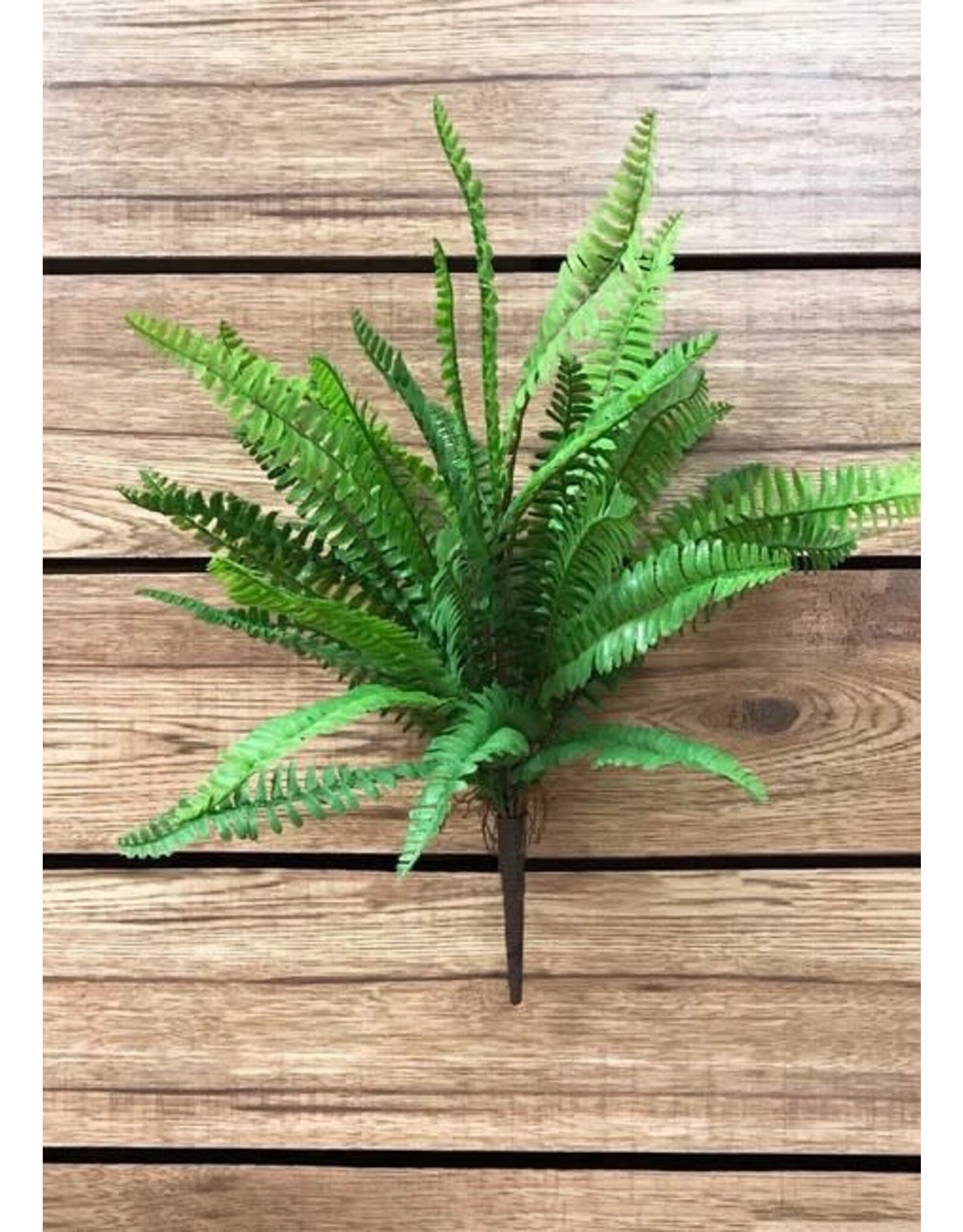 19" Boston Fern Bush