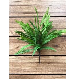 19" Boston Fern Bush