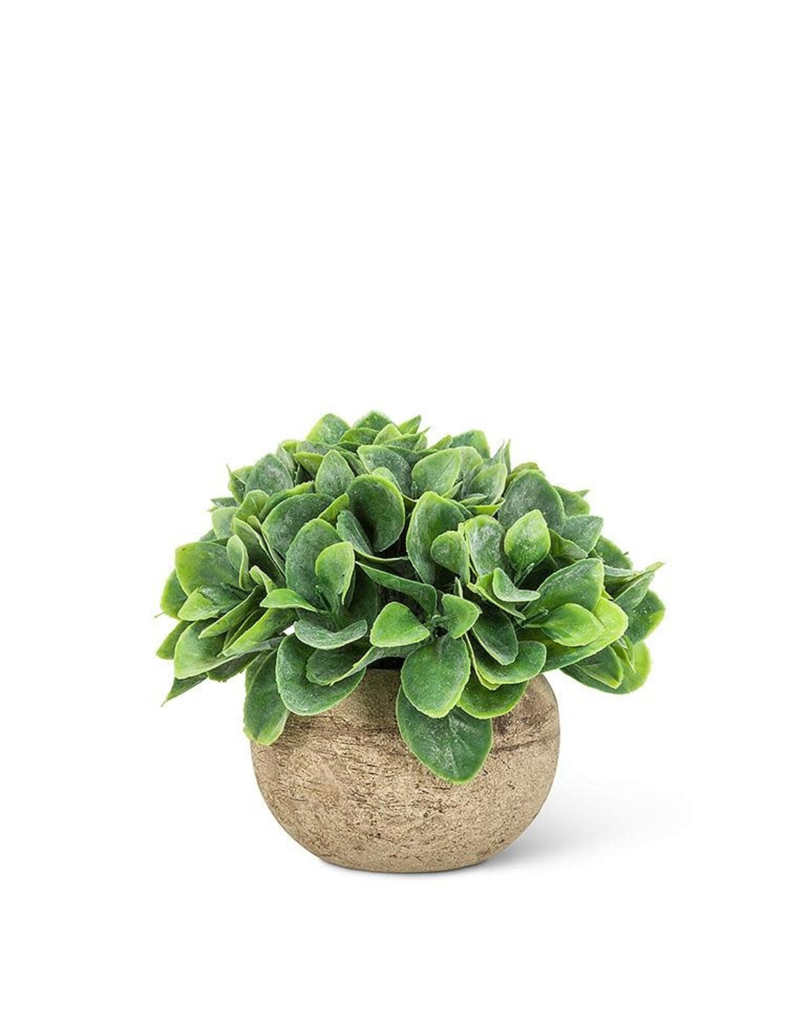 Small Spade Leaf Plant in Pot