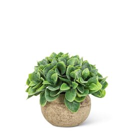 Small Spade Leaf Plant in Pot