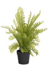 Green Potted Fern