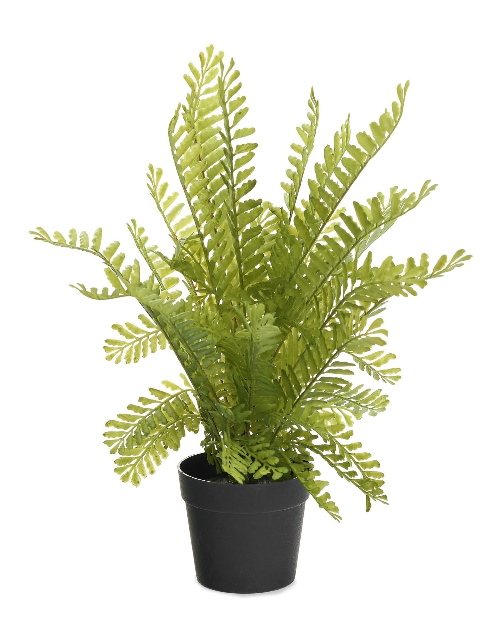 Green Potted Fern