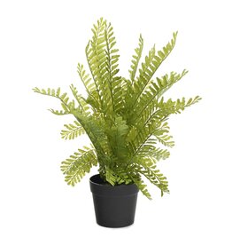 Green Potted Fern