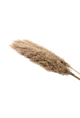Dried Pampas Grass - natural