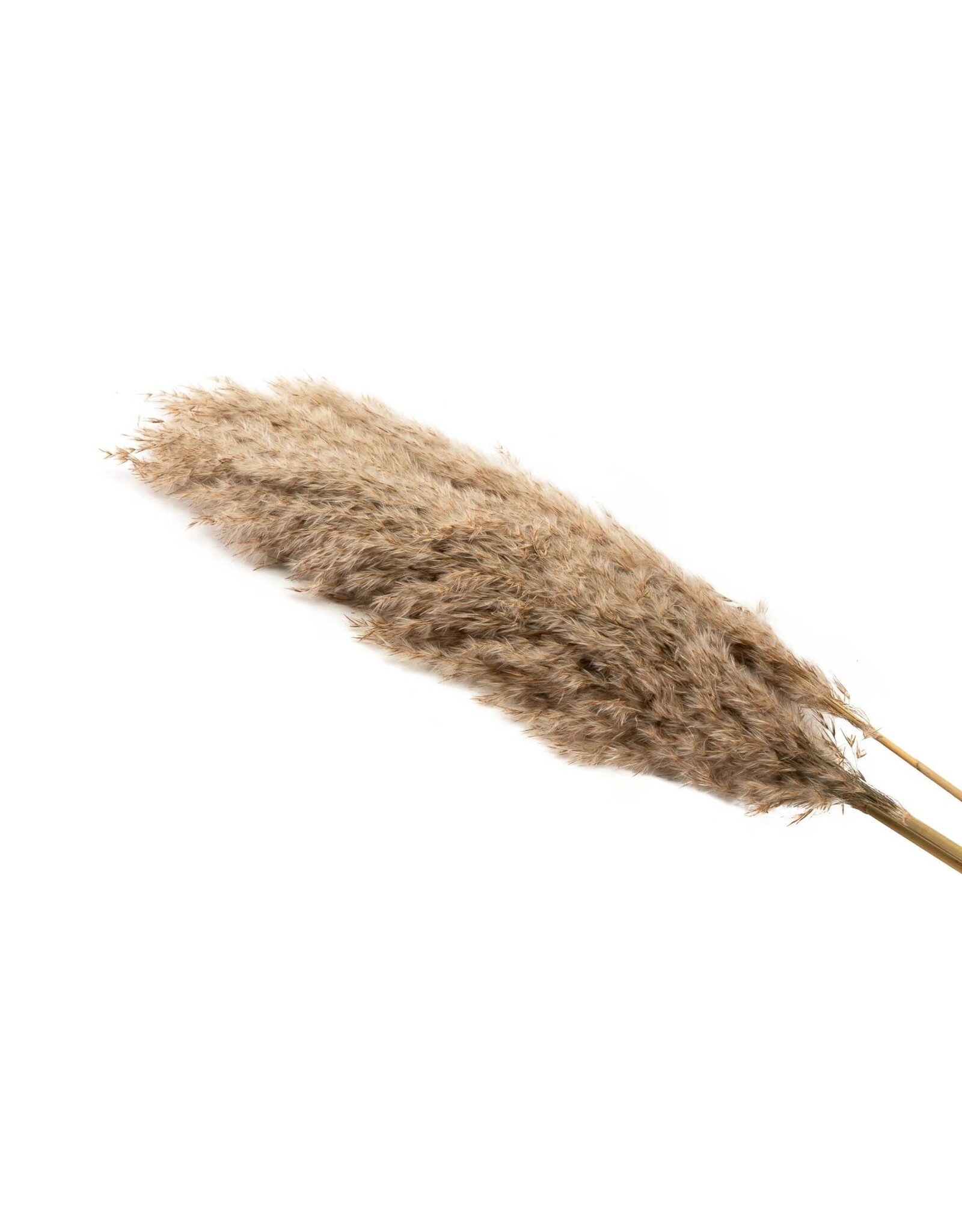 Dried Pampas Grass - natural