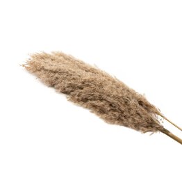 Dried Pampas Grass - natural