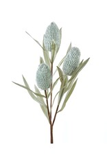 Banksia Floral Stem-sage green