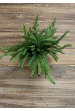 12" Fresh Touch Norfolk Pine Bundle, 5 stems