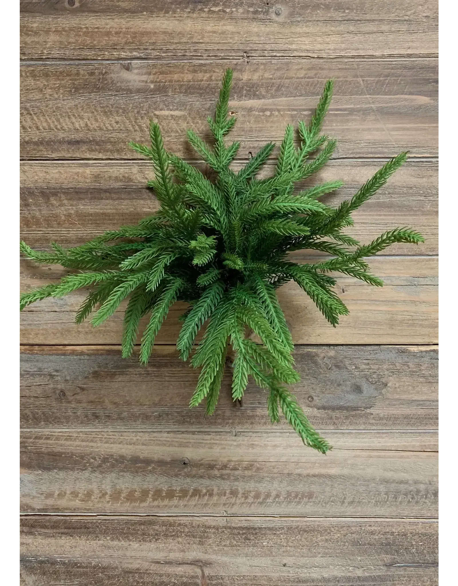 12" Fresh Touch Norfolk Pine Bundle, 5 stems
