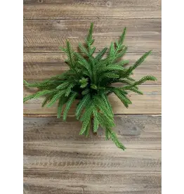 12" Fresh Touch Norfolk Pine Bundle, 5 stems