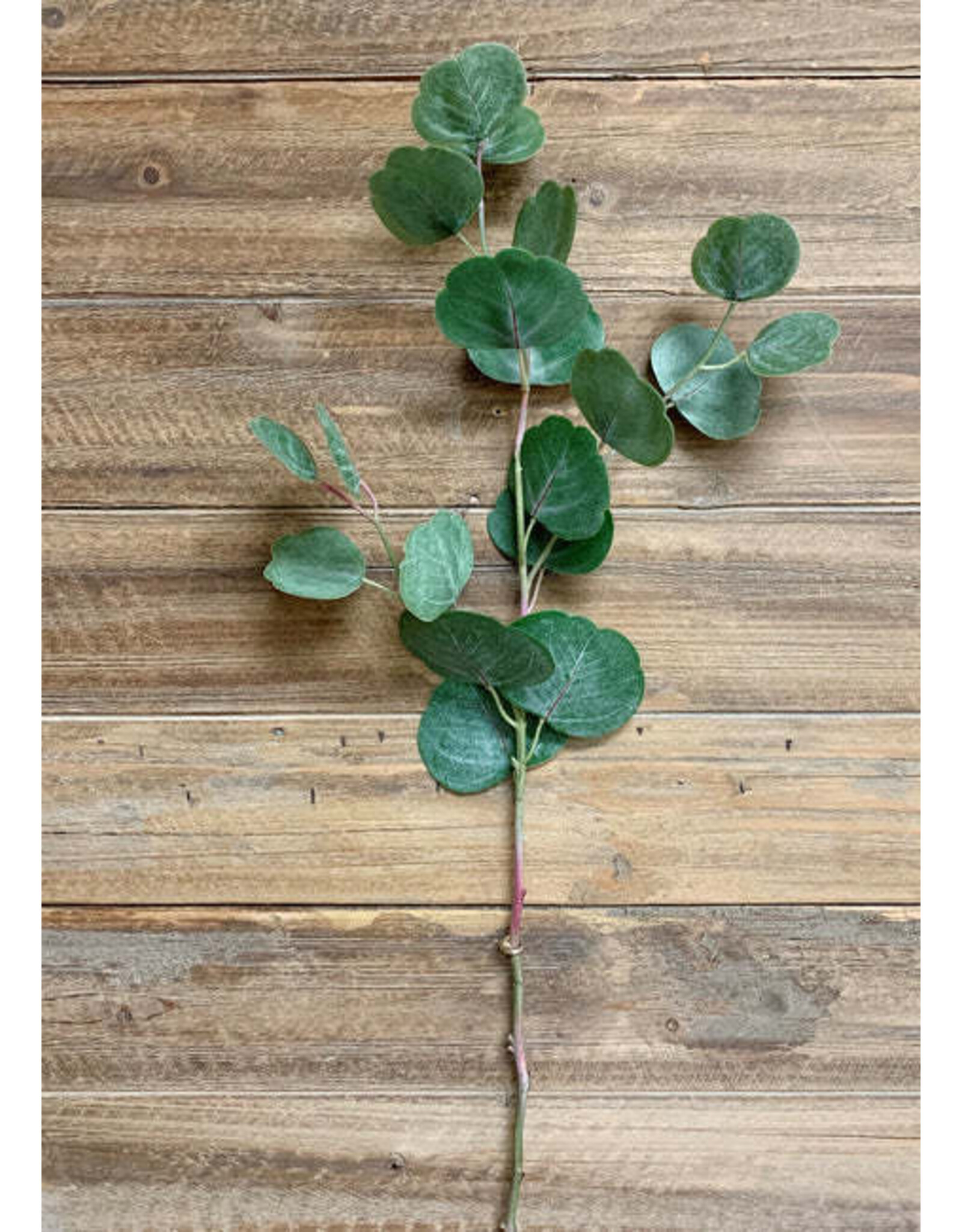 26.5" Fresh Touch Silver Dollar Eucalyptus Spray