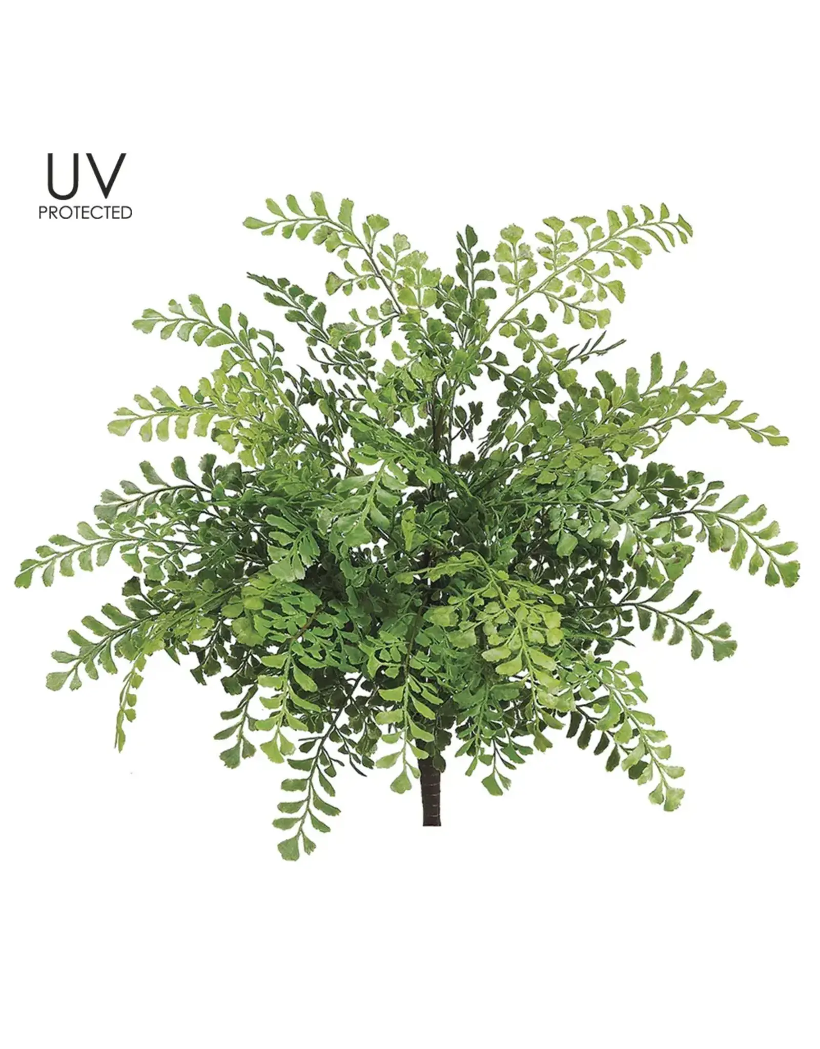 Maidenhair Fern Bush, 19in
