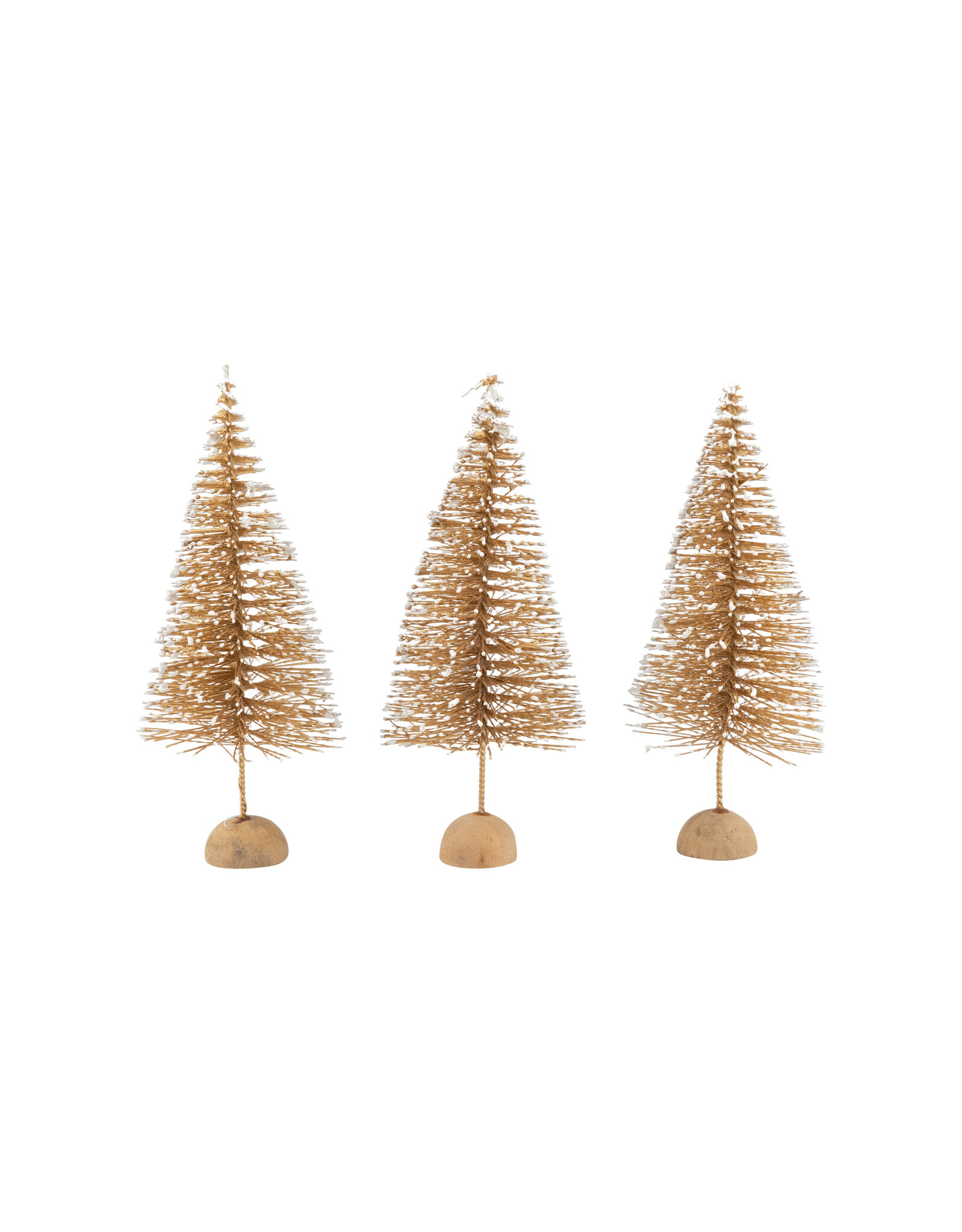 Gold Snow Capped Bristle Tree