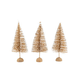 Gold Snow Capped Bristle Tree