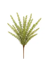 Rosemary Bush