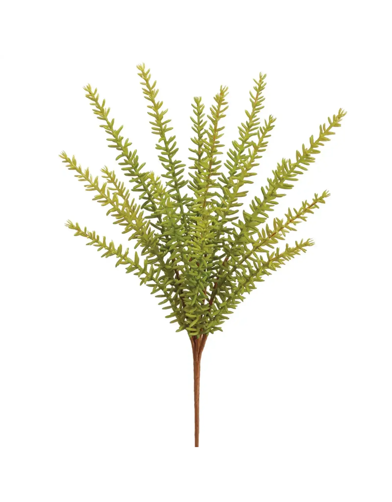 Rosemary Bush