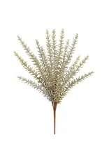 Rosemary Bush, grey